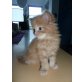 Maine Coon - Kater