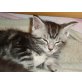 Maine Coon - Kater