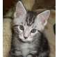 Maine Coon - Kater