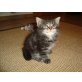 Maine Coon - Kater