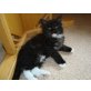Maine Coon - Kater