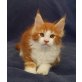 Maine Coon - Kater