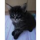 Maine Coon - Kater
