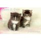 Maine Coon - Kater