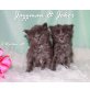 Maine Coon - Kater