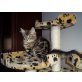 Maine Coon - Kater