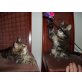 Maine Coon - Kater