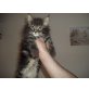 Maine Coon - Kater