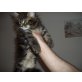 Maine Coon - Kater