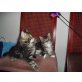 Maine Coon - Kater