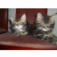 Maine Coon - Kater