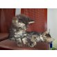 Maine Coon - Kater