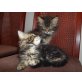 Maine Coon - Kater