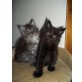 Maine Coon - Kater