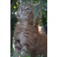 Maine Coon - Kater