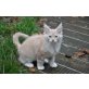 Maine Coon - Kater