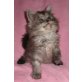 Maine Coon - Kater