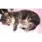 Maine Coon - Kater