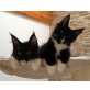 Maine Coon - Kater