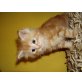 Maine Coon - Kater