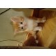 Maine Coon - Kater