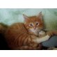 Maine Coon - Kater