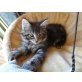 Maine Coon - Kater