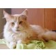Maine Coon - Kater