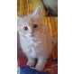 Maine Coon - Kater