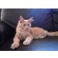 Maine Coon - Kater