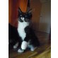 Maine Coon - Kater