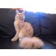 Maine Coon - Kater
