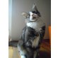 Maine Coon - Kater