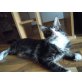 Maine Coon - Kater