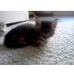 Maine Coon - Kater