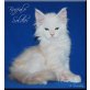 Maine Coon - Kater