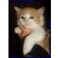 Maine Coon - Kater