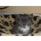 Maine Coon - Kater