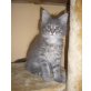 Maine Coon - Kater