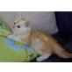 Maine Coon - Kater