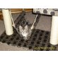 Maine Coon - Kater