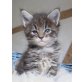 Maine Coon - Kater