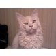 Maine Coon - Kater