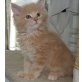 Maine Coon - Kater