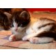 Maine Coon - Kater