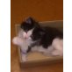 Maine Coon - Kater