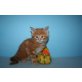 Maine Coon - Kater