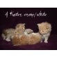 Maine Coon - Kater