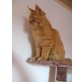 Maine Coon - Kater