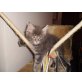 Maine Coon - Kater
